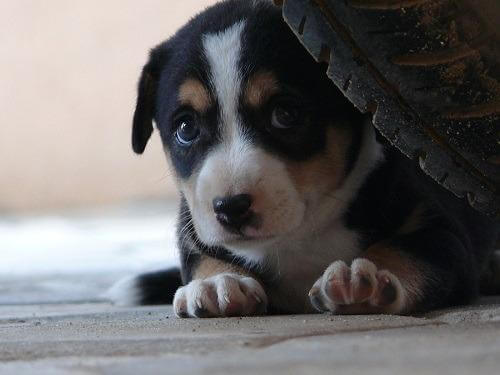 Compreender o medo para enfrentá-lo