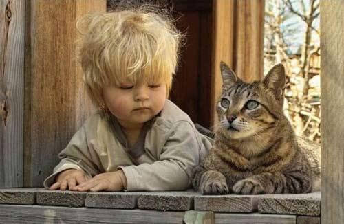 Aprendendo com a psicologia felina