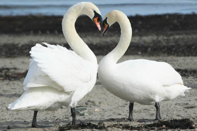 Construindo uma relação amorosa duradoura