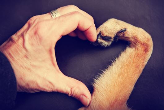 7 coisas que meu cão me ensinou