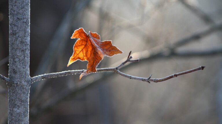 A depressão e o sofrimento silenciado