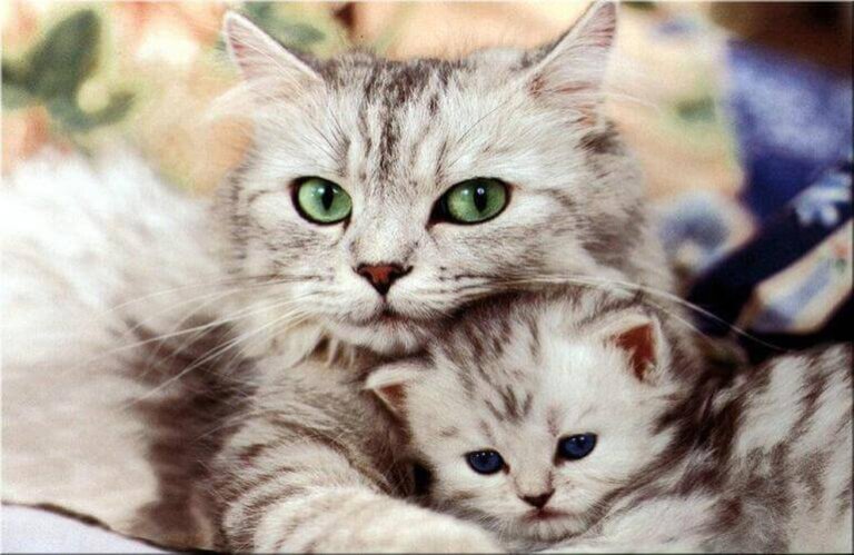 Os 10 mandamentos de um gato para ser feliz
