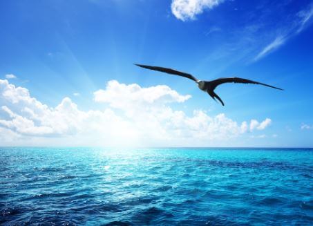 Que ninguém lhe diga como ou para onde voar!