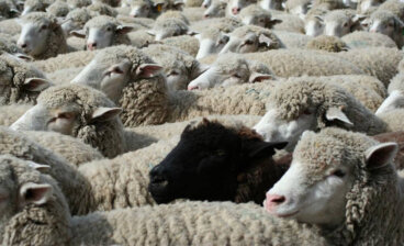 Ser a ovelha negra em um rebanho de ovelhas brancas
