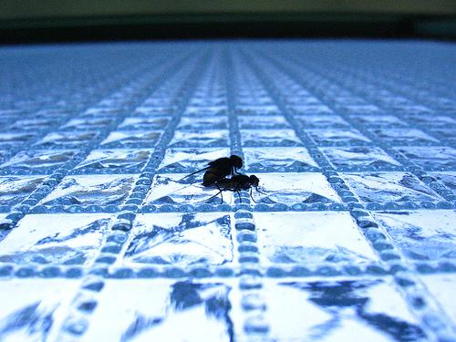 Os neurônios-espelho, pornografia e riscos