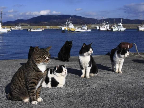 A ilha dos gatos