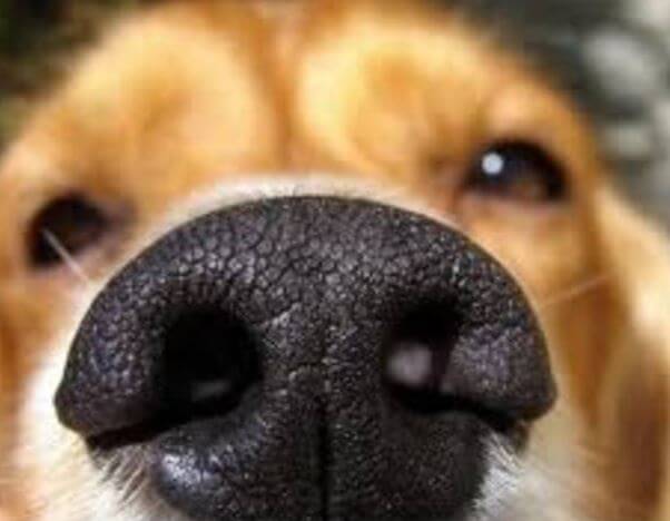 25 Presentes que recebemos dos nossos cães