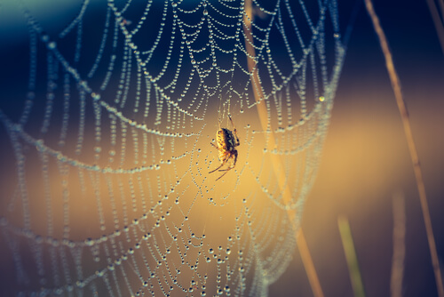 Crescimento pessoal: 6 patas da minha aranha