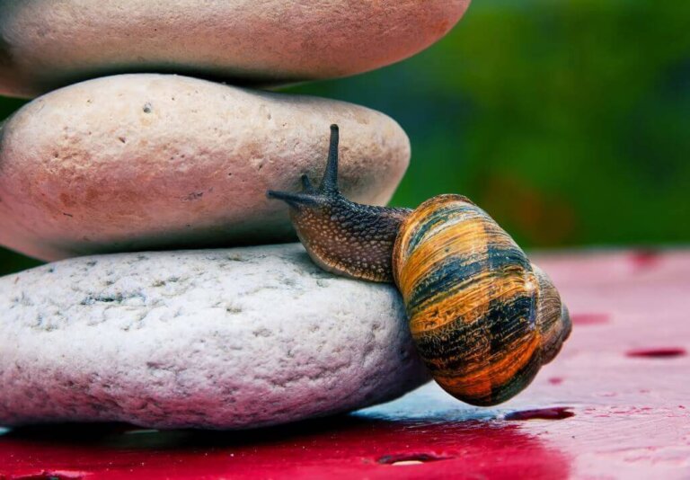 A arte de não amargurar a vida