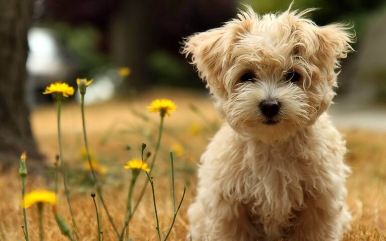 Os cães nunca morrem, dormem junto ao nosso coração