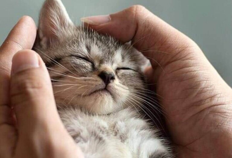 O tempo passado com gatos nunca é um tempo perdido