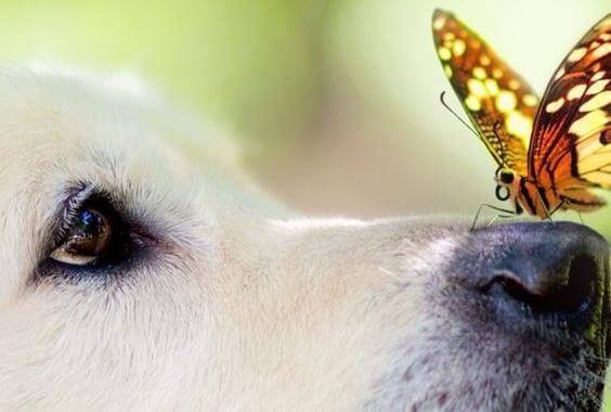 Por que as emoções nos influenciam mais do que a razão?