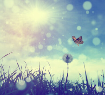 Borboletas e réguas, por mais que tentem, não falam a mesma língua