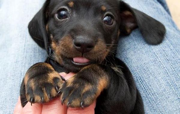 Enquanto você não amar um animal, sua alma estará adormecida