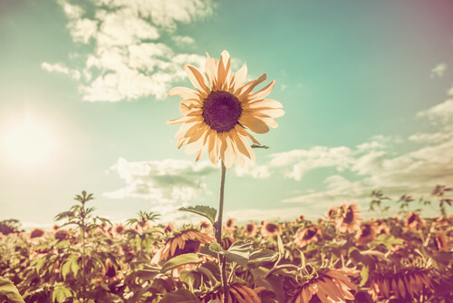 Amor com final feliz