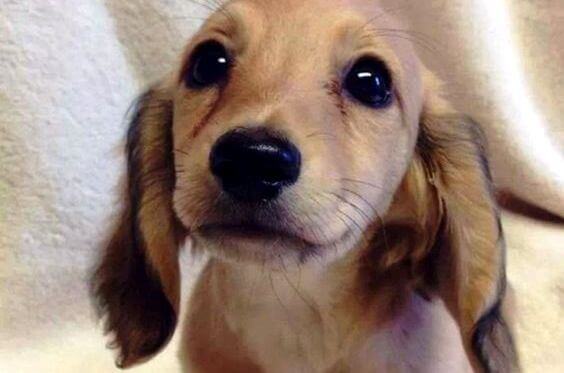 Os olhos de um animal têm o poder de falar uma língua única