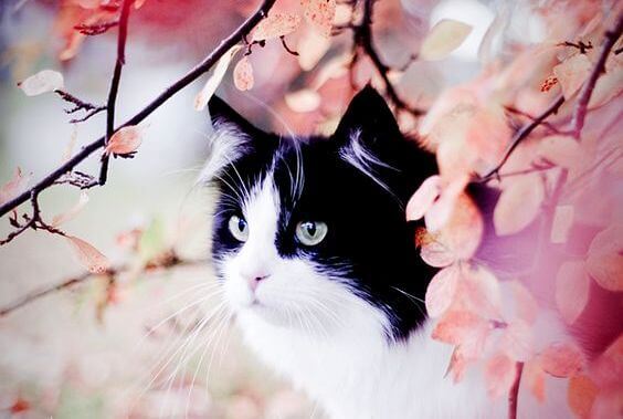 A história do gato malhado e da andorinha Sinhá