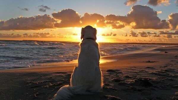 Luto pelo seu animal de estimação, quando seu melhor amigo parte