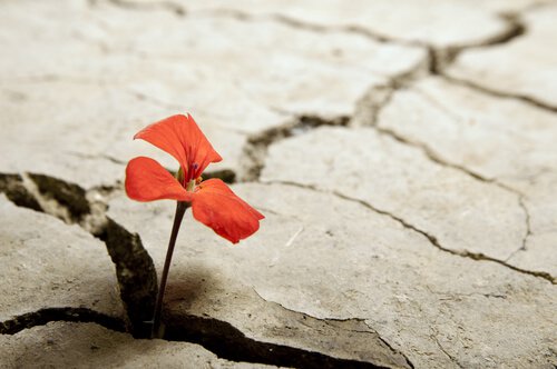 Resiliência: a adversidade me torna mais forte