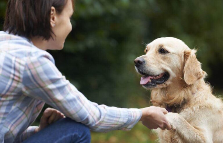 Sabe como os cães reconhecem o nosso rosto?