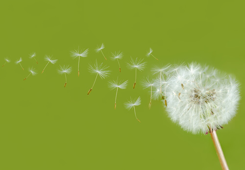 A maneira mais linda de fluir é deixar ir