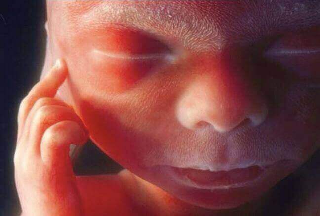 Imagens nunca vistas da atividade cerebral em fetos humanos