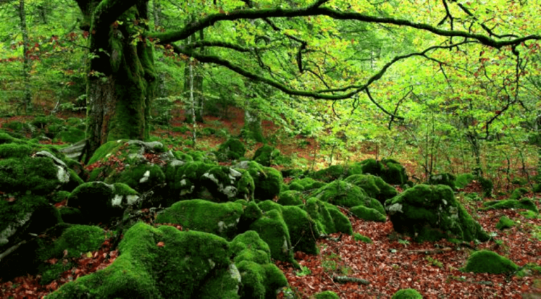 Banho de floresta: um antídoto contra o estresse