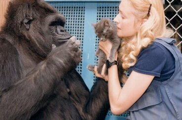 A história de Koko, a gorila mais inteligente do mundo