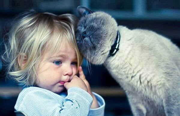 Gatoterapia: 5 benefícios de viver com um gato