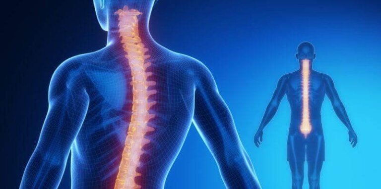 Medula espinhal: anatomia e fisiologia