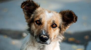 O cachorrinho curioso, um bonito relato sobre o destino