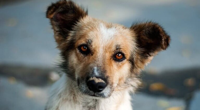 O cachorrinho curioso, um bonito relato sobre o destino