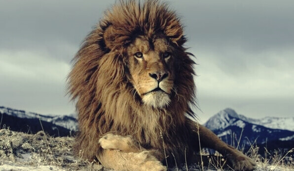 Por trás da raiva constante geralmente também está a arrogância