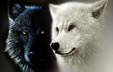 A lenda cherokee dos dois lobos e das nossas forças interiores