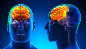 O que é e quais são as funções do lobo frontal do nosso cérebro?