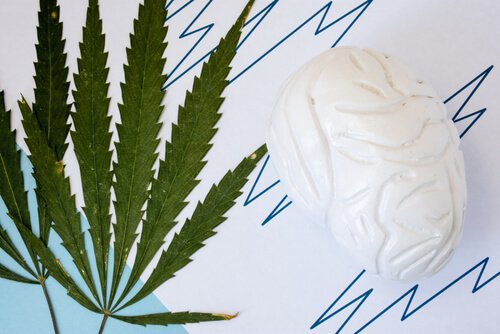 Mitos e verdades sobre o uso da maconha