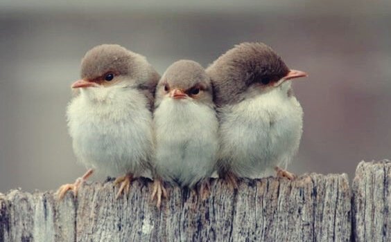 3 tipos de amizade segundo Aristóteles