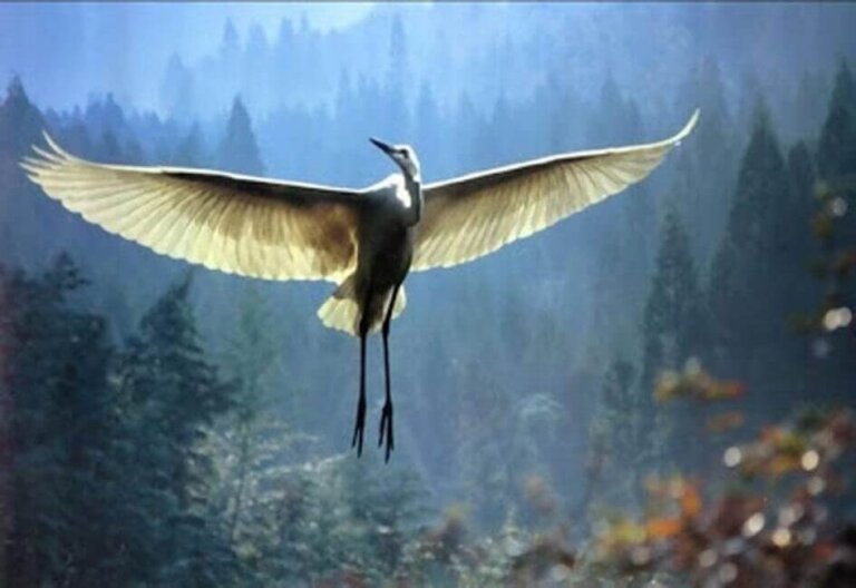 A comovente história do sábio e do pássaro