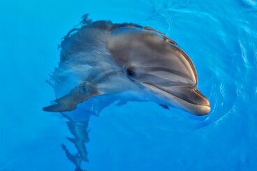 Terapia com golfinhos: benefícios e controvérsias