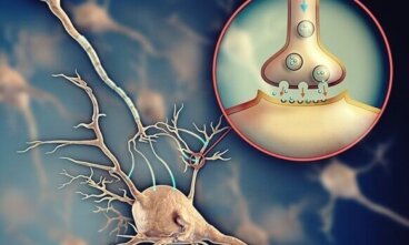 Acetilcolina: o neurotransmissor que facilita a comunicação entre os neurônios