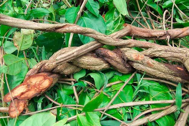 Ayahuasca: mitos e verdades