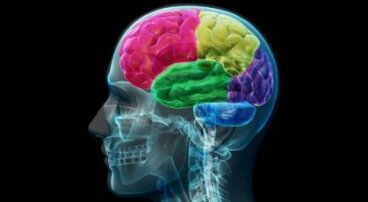 O cérebro viciado: anatomia da compulsão e da necessidade 
