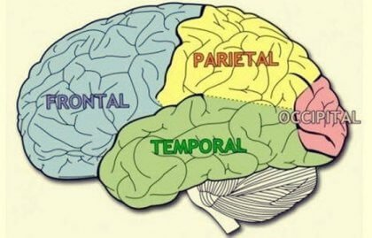 Lobos cerebrais: características e funções