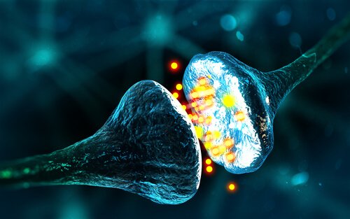 GABA, o neurotransmissor da calma e do relaxamento