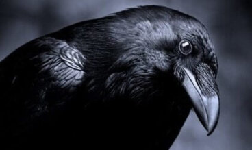 Inteligência no mundo animal: os corvos