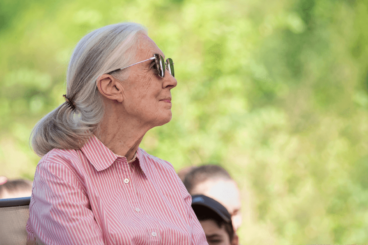 5 frases de Jane Goodall que lhe farão refletir