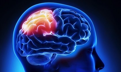 Lobo parietal: funções, anatomia e curiosidades