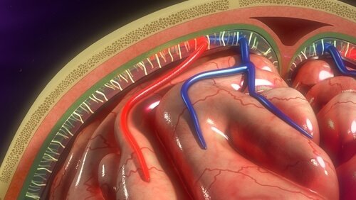 Meninges: estrutura e funções