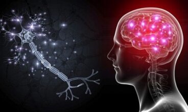 Células OLM: os neurônios que nos ajudarão a tratar a ansiedade severa