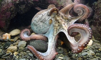 A inteligência dos polvos: um mistério fascinante